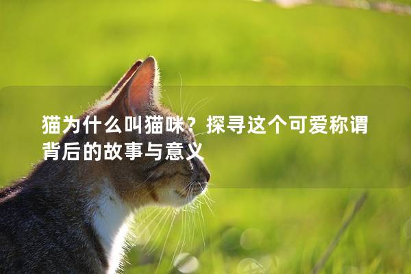 猫为什么叫猫咪？探寻这个可爱称谓背后的故事与意义