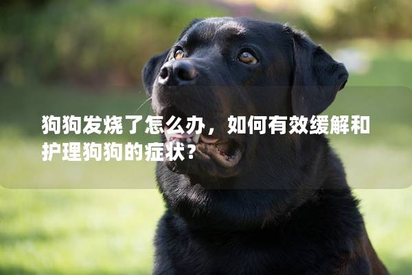 狗狗发烧了怎么办，如何有效缓解和护理狗狗的症状？