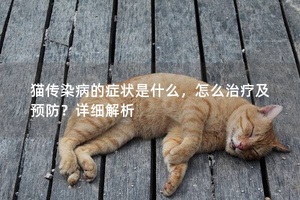 猫传染病的症状是什么，怎么治疗及预防？详细解析