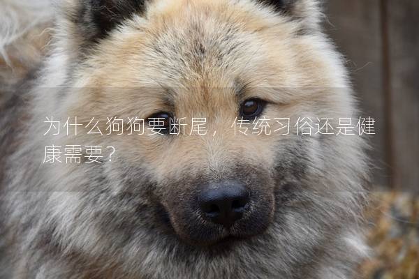 为什么狗狗要断尾，传统习俗还是健康需要？