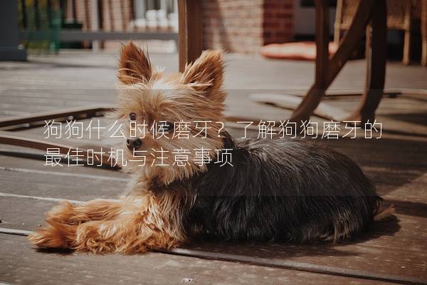 狗狗什么时候磨牙？了解狗狗磨牙的最佳时机与注意事项