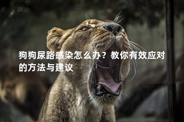 狗狗尿路感染怎么办？教你有效应对的方法与建议