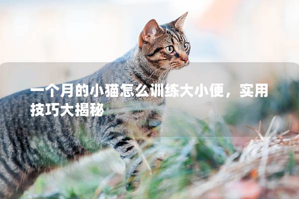一个月的小猫怎么训练大小便，实用技巧大揭秘