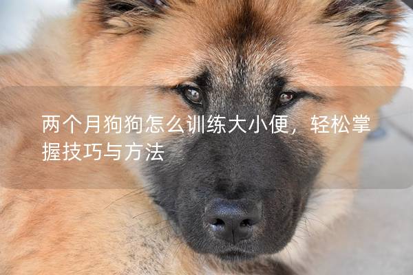 两个月狗狗怎么训练大小便，轻松掌握技巧与方法