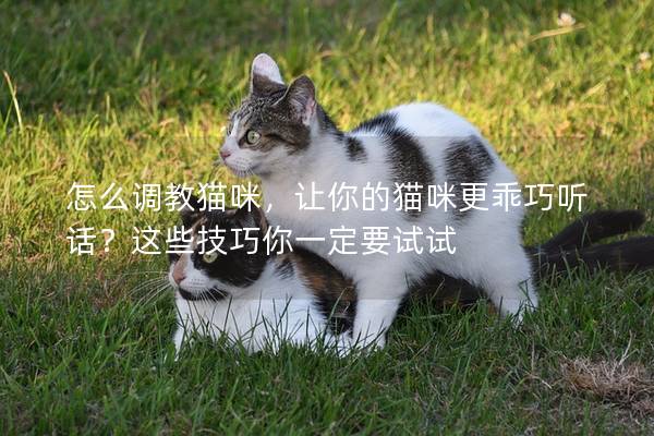 怎么调教猫咪，让你的猫咪更乖巧听话？这些技巧你一定要试试
