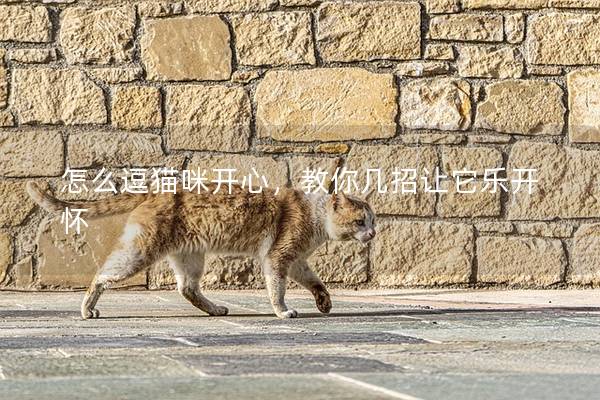 怎么逗猫咪开心，教你几招让它乐开怀