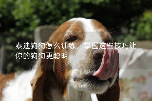 泰迪狗狗怎么训练，掌握这些技巧让你的狗狗更聪明