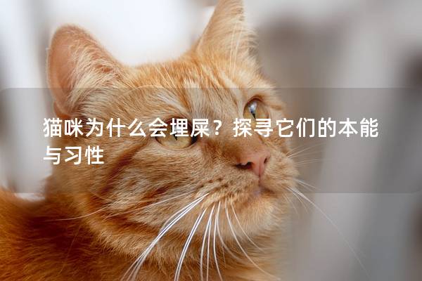 猫咪为什么会埋屎？探寻它们的本能与习性