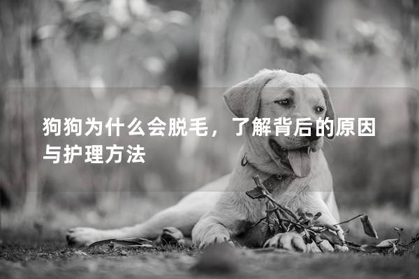 狗狗为什么会脱毛，了解背后的原因与护理方法