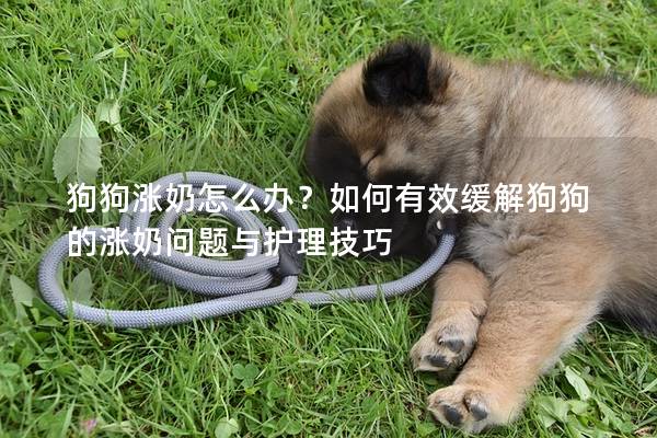 狗狗涨奶怎么办？如何有效缓解狗狗的涨奶问题与护理技巧