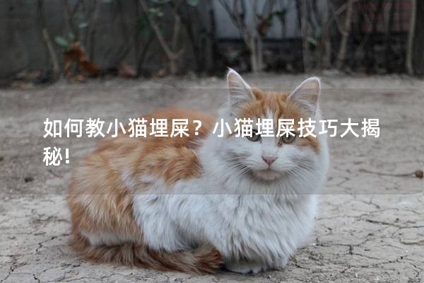 如何教小猫埋屎？小猫埋屎技巧大揭秘!