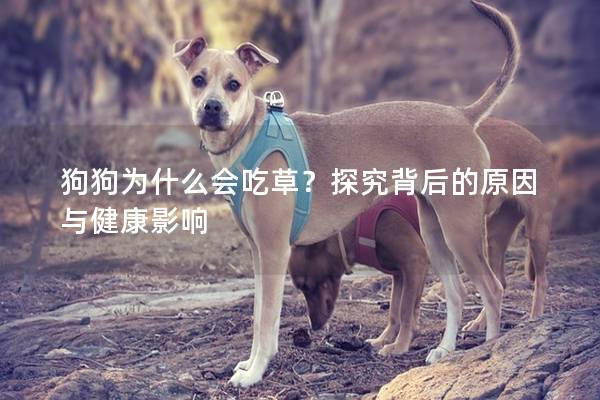 狗狗为什么会吃草？探究背后的原因与健康影响
