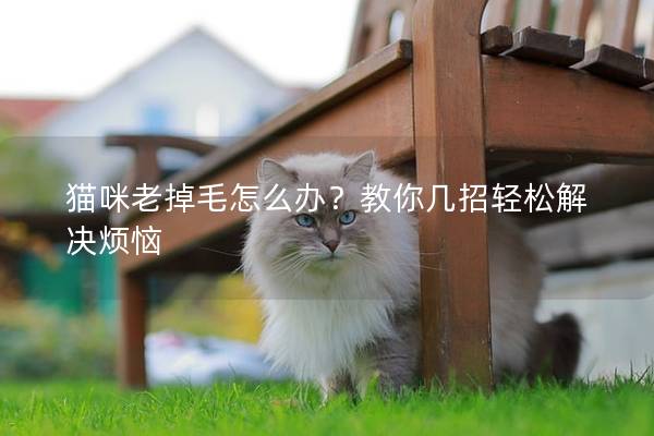猫咪老掉毛怎么办？教你几招轻松解决烦恼