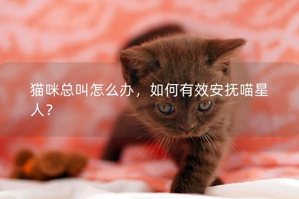 猫咪总叫怎么办，如何有效安抚喵星人？