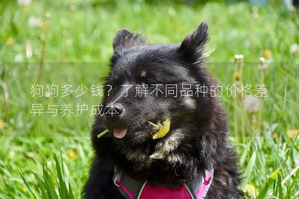 狗狗多少钱？了解不同品种的价格差异与养护成本
