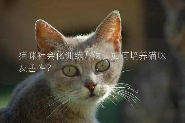 猫咪社会化训练方法，如何培养猫咪友善性？
