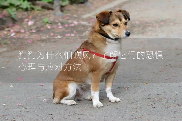 狗狗为什么怕吹风？了解它们的恐惧心理与应对方法
