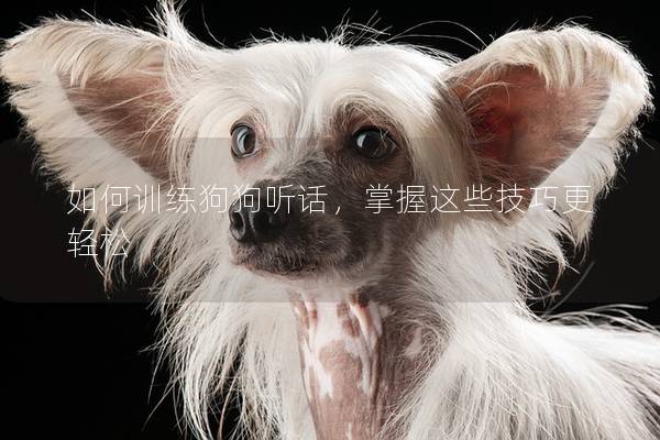如何训练狗狗听话，掌握这些技巧更轻松