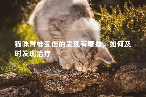 猫咪脊椎受伤的表现有哪些，如何及时发现治疗