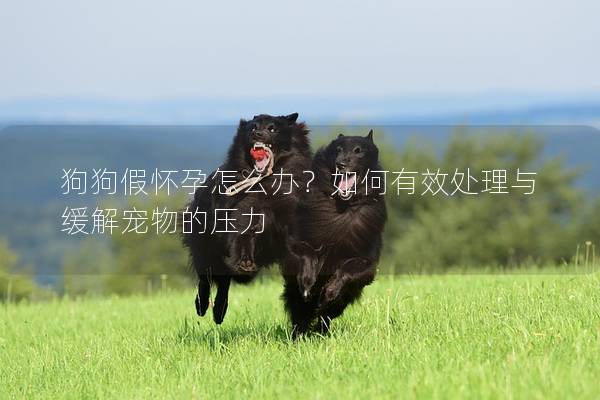 狗狗假怀孕怎么办？如何有效处理与缓解宠物的压力