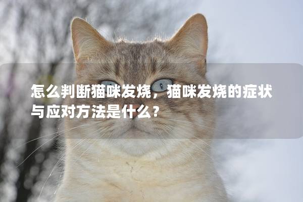 怎么判断猫咪发烧，猫咪发烧的症状与应对方法是什么？
