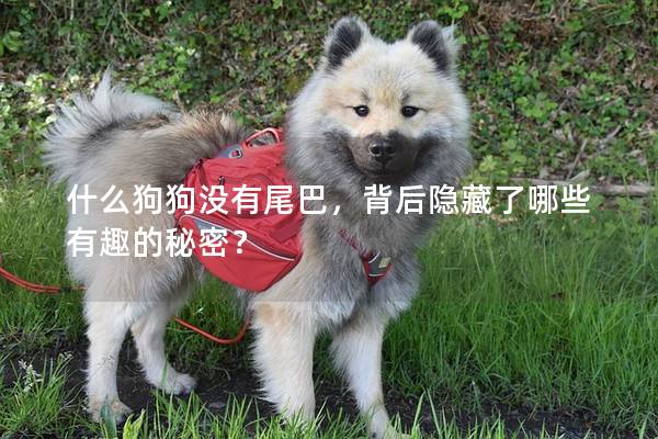什么狗狗没有尾巴，背后隐藏了哪些有趣的秘密？
