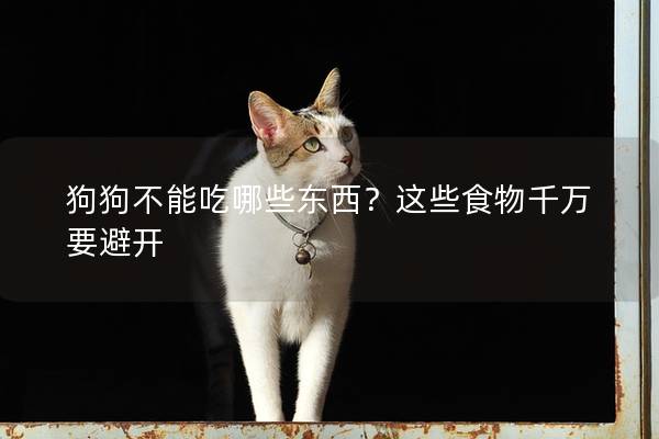狗狗不能吃哪些东西？这些食物千万要避开
