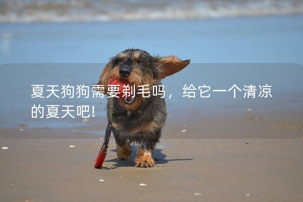 夏天狗狗需要剃毛吗，给它一个清凉的夏天吧!