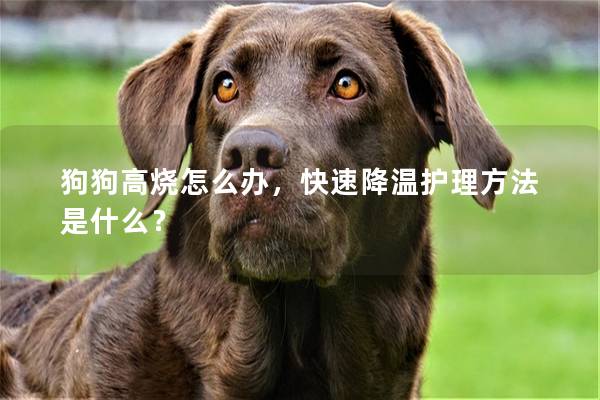 狗狗高烧怎么办，快速降温护理方法是什么？