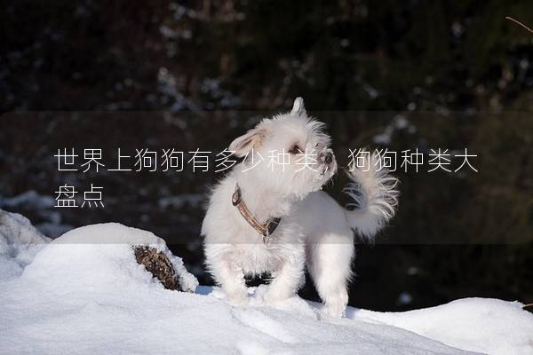 世界上狗狗有多少种类，狗狗种类大盘点