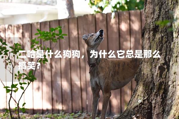 二哈是什么狗狗，为什么它总是那么搞笑？