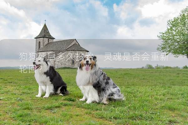 狗狗死后多久投胎，灵魂是否会重新轮回？