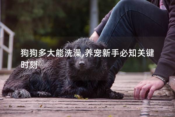 狗狗多大能洗澡,养宠新手必知关键时刻