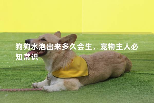 狗狗水泡出来多久会生，宠物主人必知常识