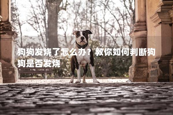 狗狗发烧了怎么办？教你如何判断狗狗是否发烧