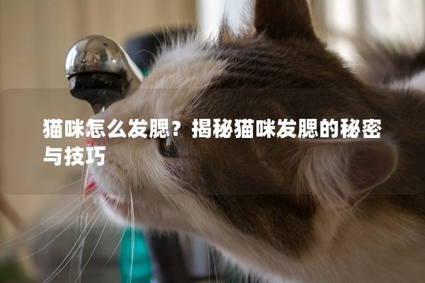 猫咪怎么发腮？揭秘猫咪发腮的秘密与技巧