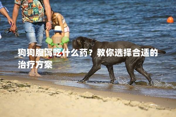 狗狗腹泻吃什么药？教你选择合适的治疗方案