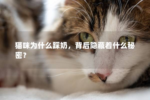 猫咪为什么踩奶，背后隐藏着什么秘密？