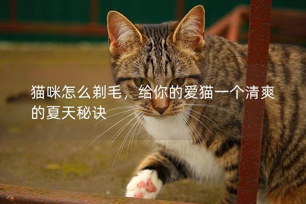 猫咪怎么剃毛，给你的爱猫一个清爽的夏天秘诀