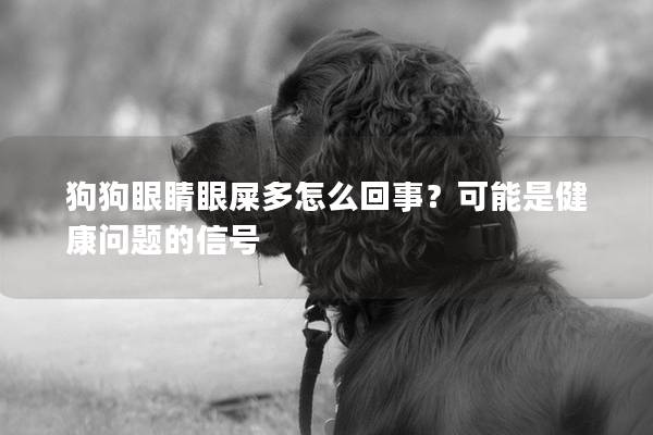狗狗眼睛眼屎多怎么回事？可能是健康问题的信号