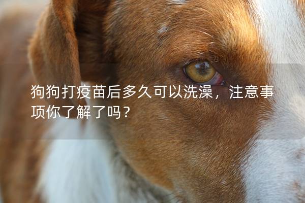 狗狗打疫苗后多久可以洗澡，注意事项你了解了吗？