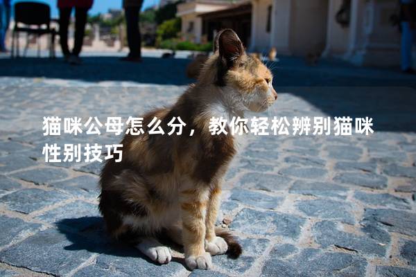 猫咪公母怎么分，教你轻松辨别猫咪性别技巧