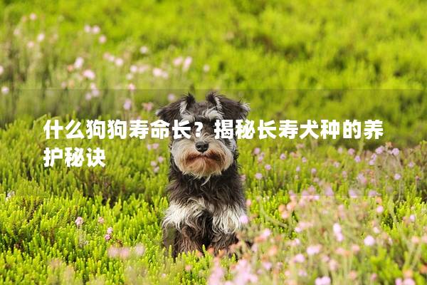 什么狗狗寿命长？揭秘长寿犬种的养护秘诀
