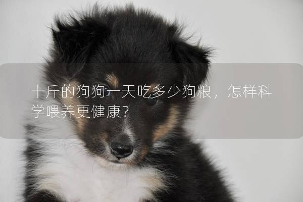 十斤的狗狗一天吃多少狗粮，怎样科学喂养更健康？
