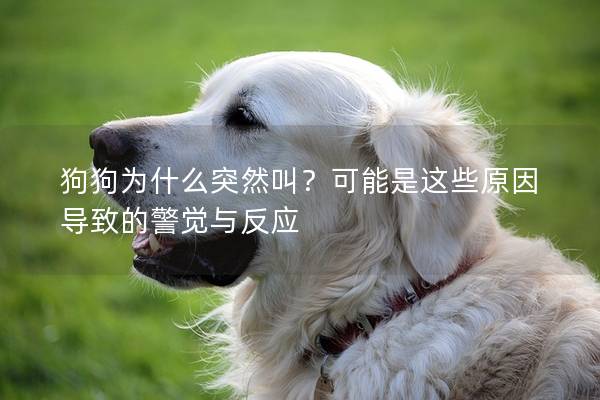 狗狗为什么突然叫？可能是这些原因导致的警觉与反应