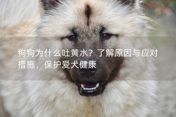 狗狗为什么吐黄水？了解原因与应对措施，保护爱犬健康