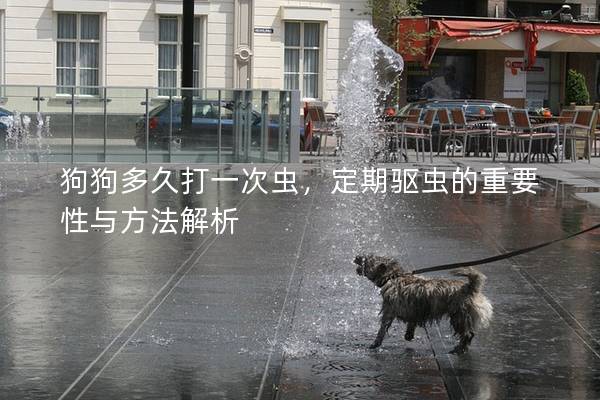 狗狗多久打一次虫，定期驱虫的重要性与方法解析