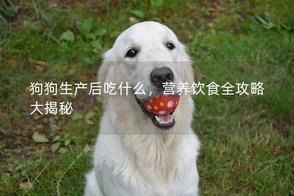 狗狗生产后吃什么，营养饮食全攻略大揭秘