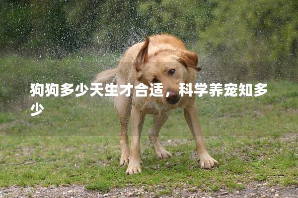狗狗多少天生才合适，科学养宠知多少