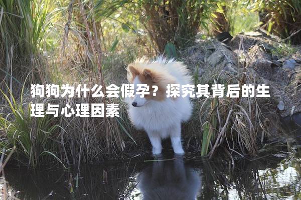 狗狗为什么会假孕？探究其背后的生理与心理因素